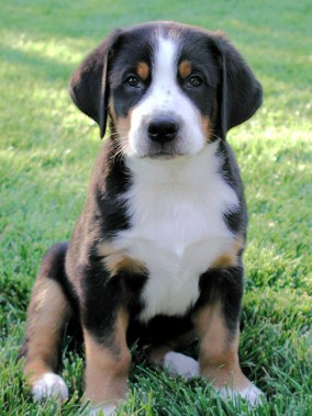 Greater Swiss Mountain Dog 8dd6d-greater_swiss_mountain_puppies