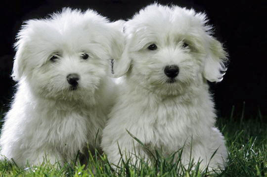 Coton de Tulear Coton-de-Tulear-este-un-caine-inteligent-si-afectuos