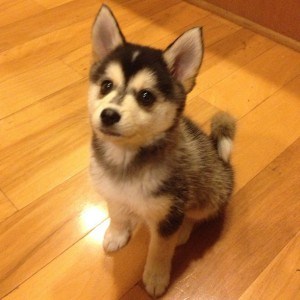Pomsky: crossbreed between Pomeranian & Husky Pomsky-Puppy