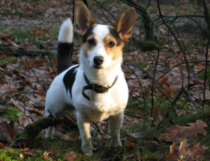 Cojack: crossbreed between Jack Russell Terrier & Pembroke Welsh Corgi corgi-jack-russell