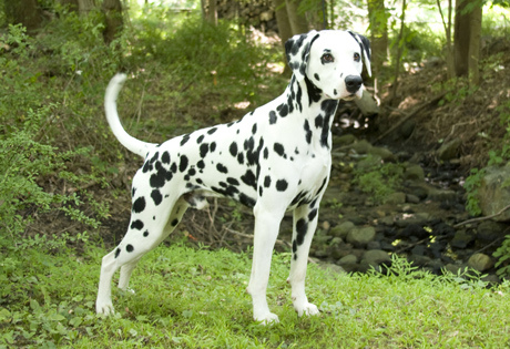 Dalmatians dalmatian