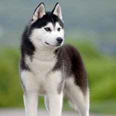 Siberian Husky husky1