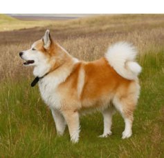 Icelandic Sheepdog icelandic-sheepdog1