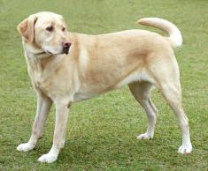 Labrador Retriever labrador