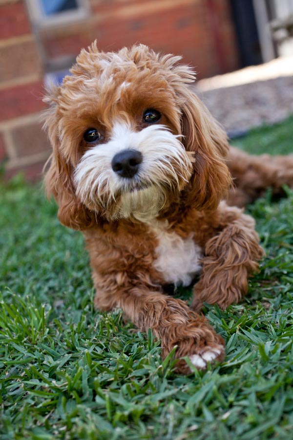 Cavoodle: crossbreed between Cavalier King Charles Spaniel & Poodle pet-photographers-melbourne