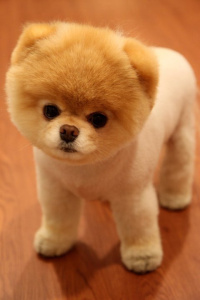 Pomeranian pomeranian_boo